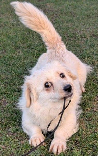 süße kleine Rubi auf PS in 92278