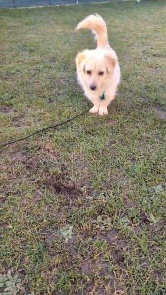 süße kleine Rubi auf PS in 92278