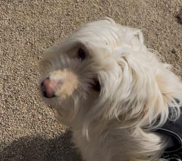 Suraya auf der Suche