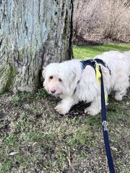 Suraya auf der Suche