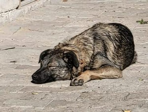 Besondere Fellnase sucht ihr Glück