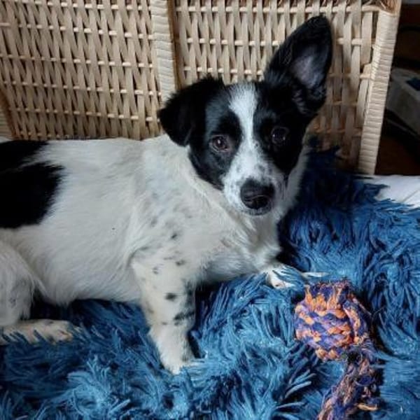 kleine süße Lena auf PS in 91278