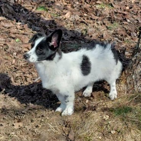 kleine süße Lena auf PS in 91278