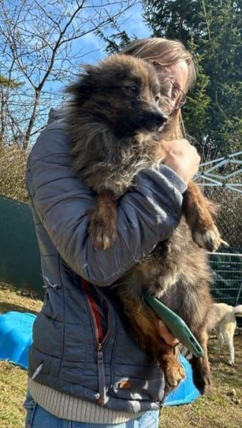 kleiner lieber Gordy auf PS in 91247