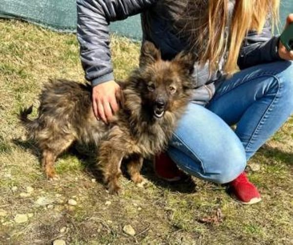 kleiner lieber Gordy auf PS in 91247