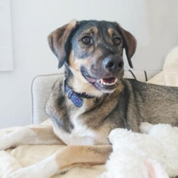 MOSTIE - sucht einfühlsame Menschen