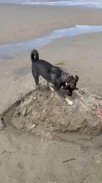 aktive Isi auf PS in 85301