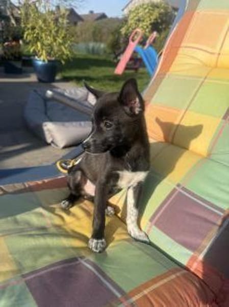 Chihuahua Mix Frodo sucht Körbchen