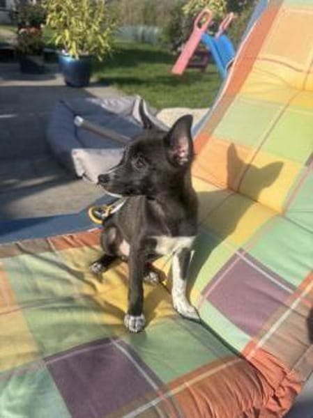 Chihuahua Mix Frodo sucht Körbchen