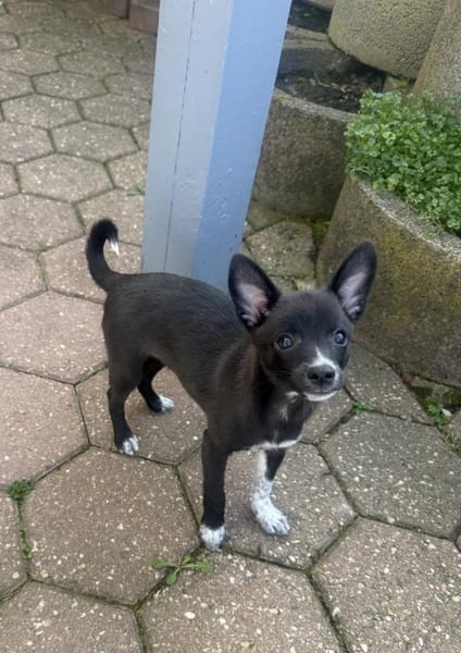 Chihuahua Mix Frodo sucht Körbchen