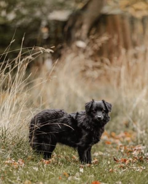 Mogli - sensibler Hund sucht Zuhause