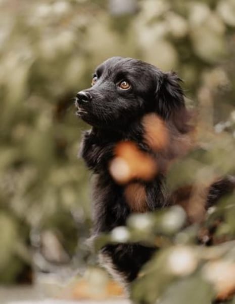 Mogli - sensibler Hund sucht Zuhause