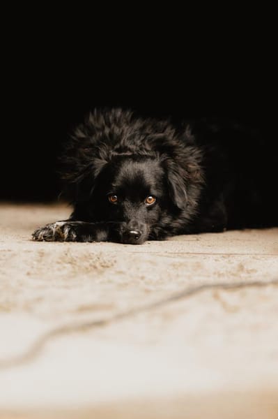 Mogli - sensibler Hund sucht Zuhause