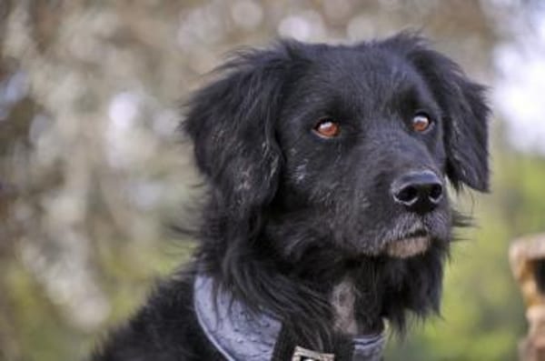 Der stille Beobachter Rockie