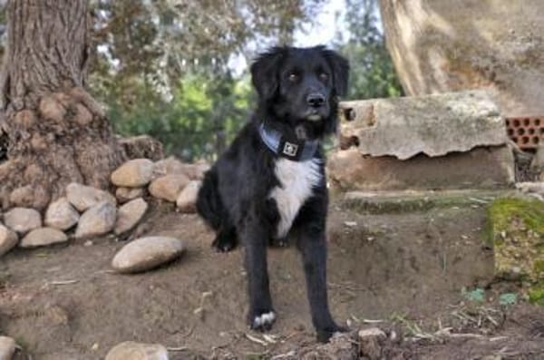 Der stille Beobachter Rockie