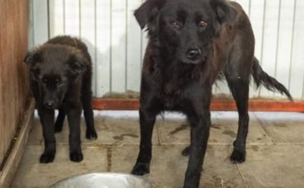 Elmas, der kleine Diamant