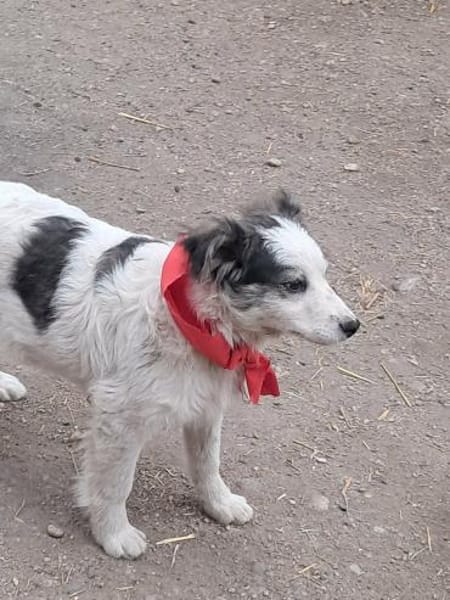 Ray, kleiner Hundemann sucht Zuhause