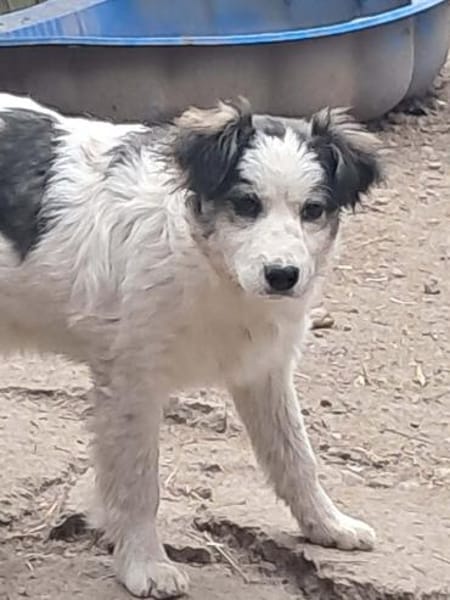 Ray, kleiner Hundemann sucht Zuhause