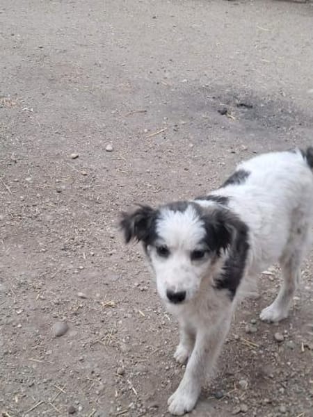 Ray, kleiner Hundemann sucht Zuhause