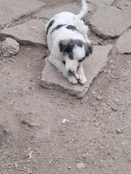 Ray, kleiner Hundemann sucht Zuhause