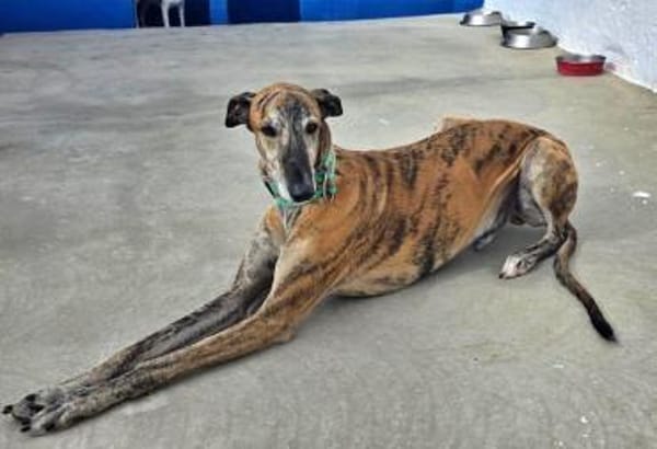 WALLY - auf PS in NRW!