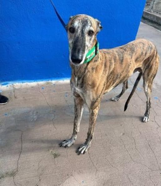 WALLY - auf PS in NRW!