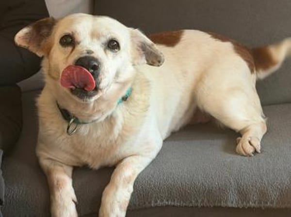 Ida - Senioren- / Gnadenplatz gesucht