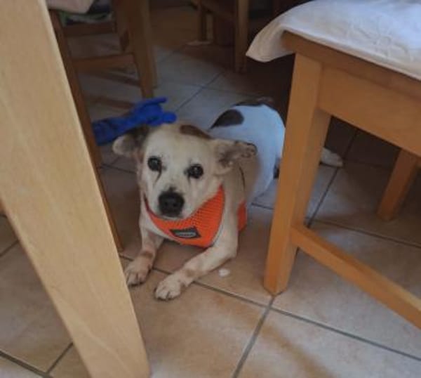 Ida - Senioren- / Gnadenplatz gesucht