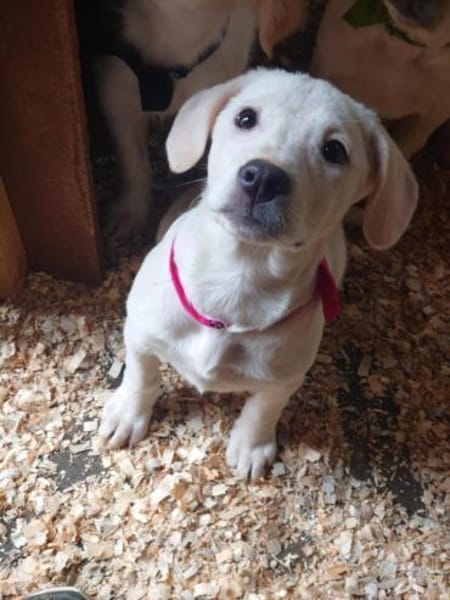 Luise wartet in 49413 Dinklage