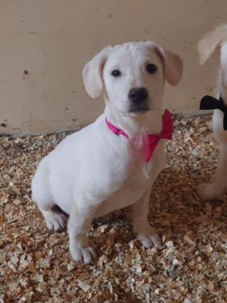 Luise wartet in 49413 Dinklage