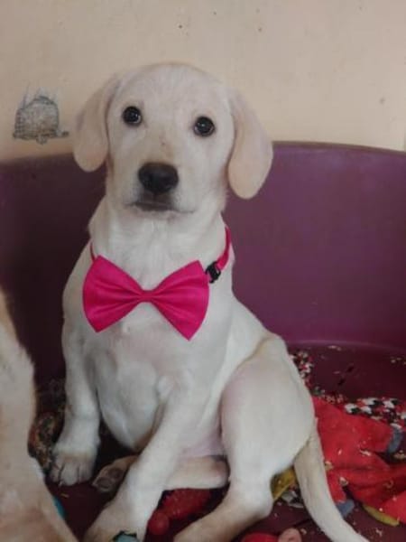 Luise wartet in 49413 Dinklage