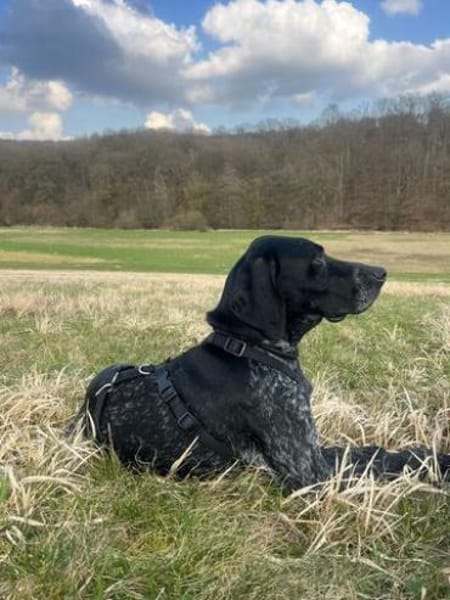 Evangelia -zur Pflege in 65205 Wiesbaden