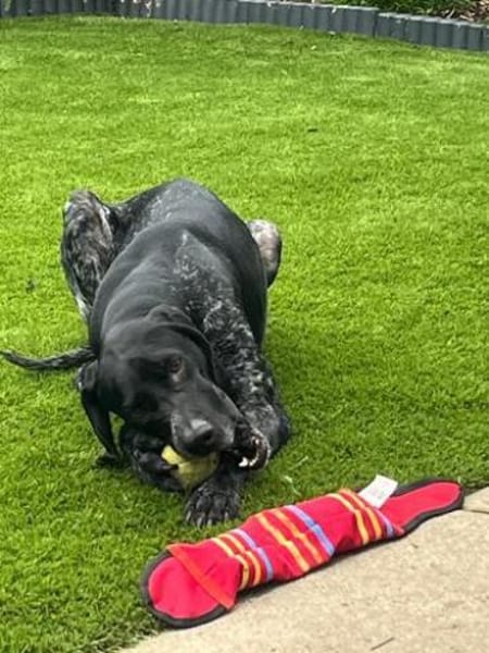 Evangelia -zur Pflege in 65205 Wiesbaden