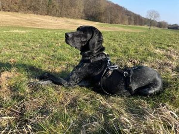 Evangelia -zur Pflege in 65205 Wiesbaden