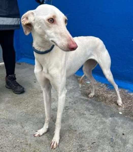 FRAMBUESA - in 74229 Degmarn!