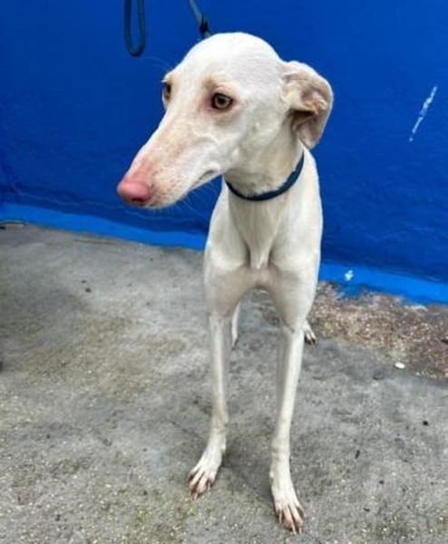 FRAMBUESA - in 74229 Degmarn!