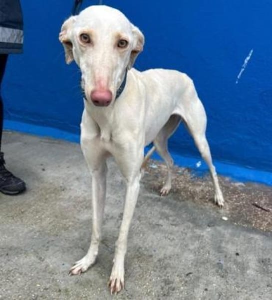 FRAMBUESA - in 74229 Degmarn!