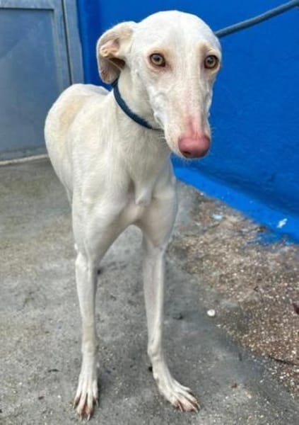 FRAMBUESA - in 74229 Degmarn!