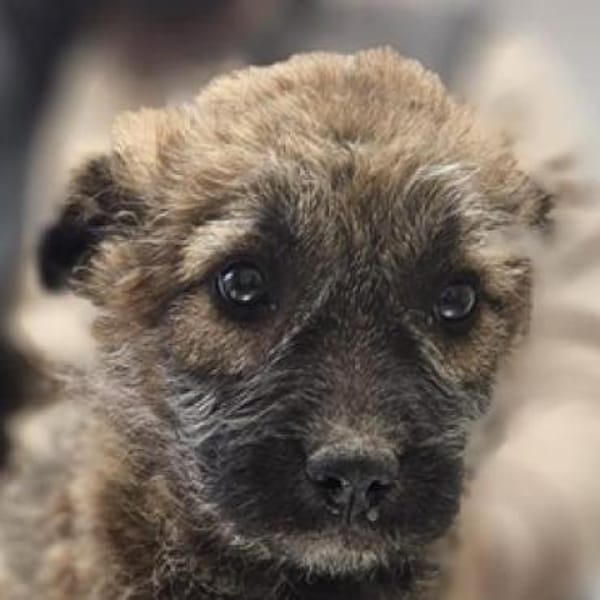 Iraya - kleine Herzensdiebin