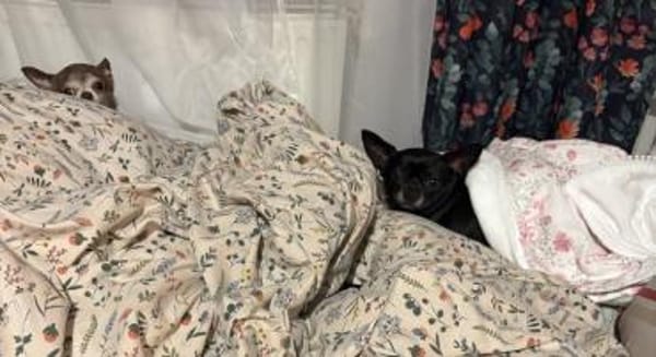 Chihui eine Zuckerschnute