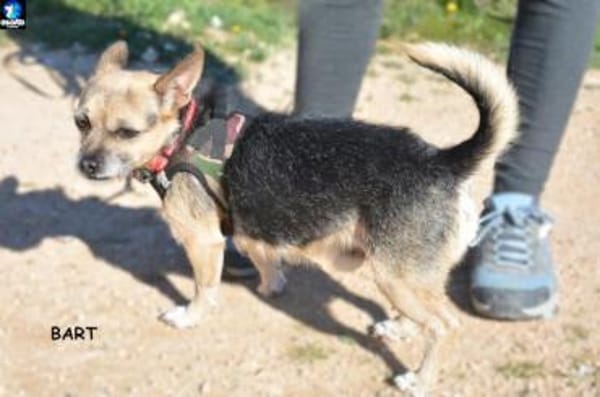 Bart - Zuhause gesucht