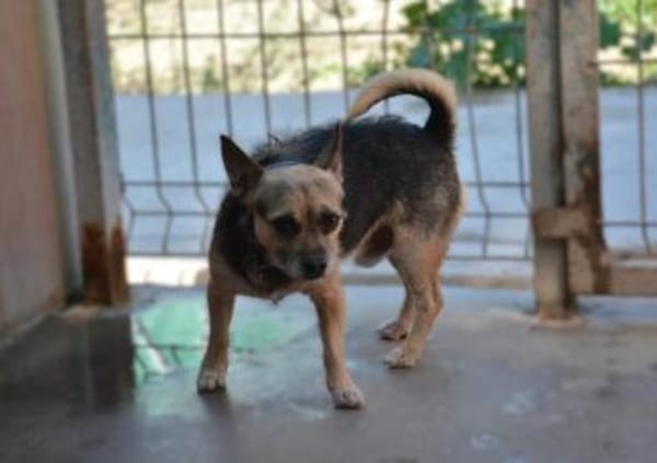 Bart - Zuhause gesucht