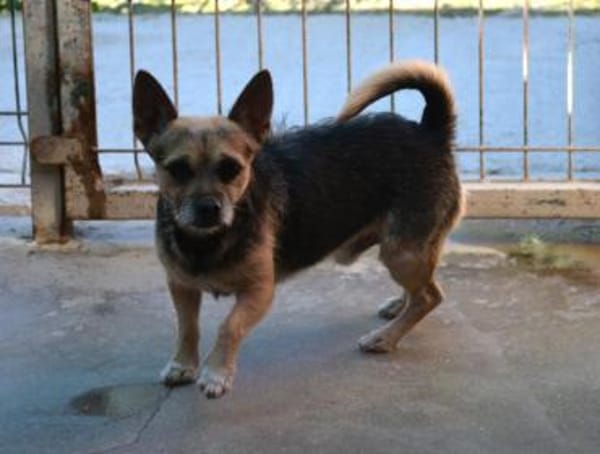 Bart - Zuhause gesucht