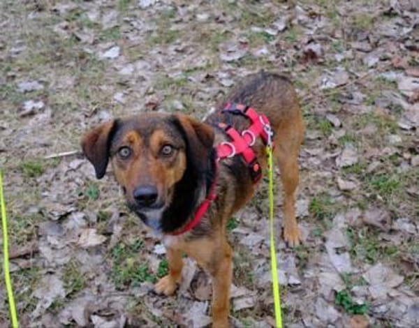 Alina ist eine fröhliche + tolle Hündin!