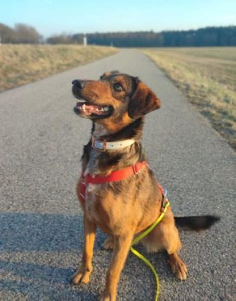 Alina ist eine fröhliche + tolle Hündin!