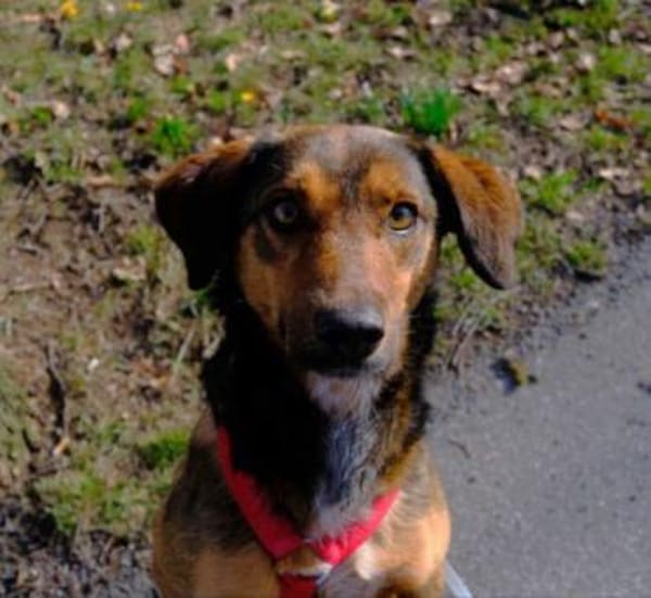 Alina ist eine fröhliche + tolle Hündin!