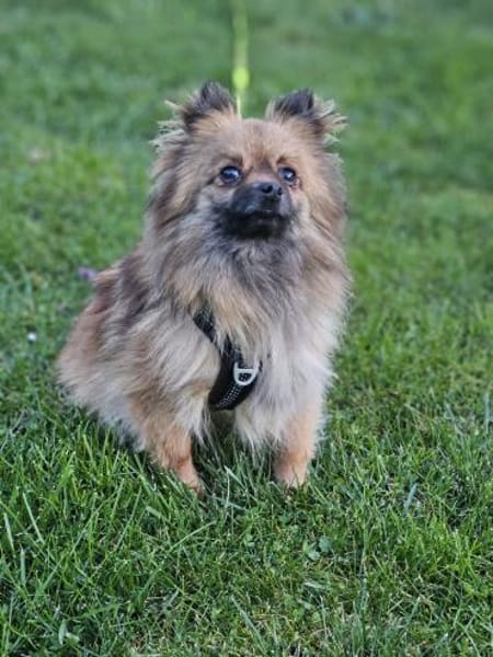 Maszat  in 52391 Vettweiß