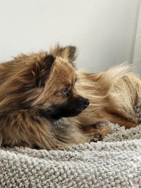 Maszat  in 52391 Vettweiß