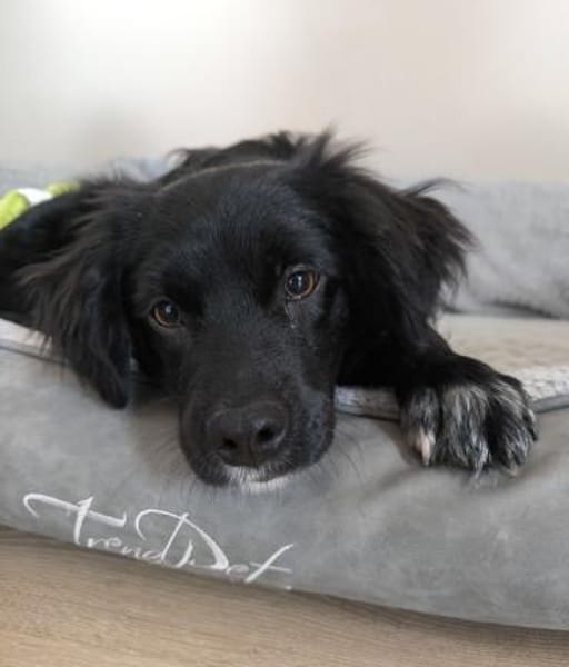 Pingu, geb. 09/2025, 21391 Reppenstedt