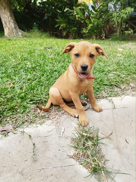 BUGGY la petite joyeuse